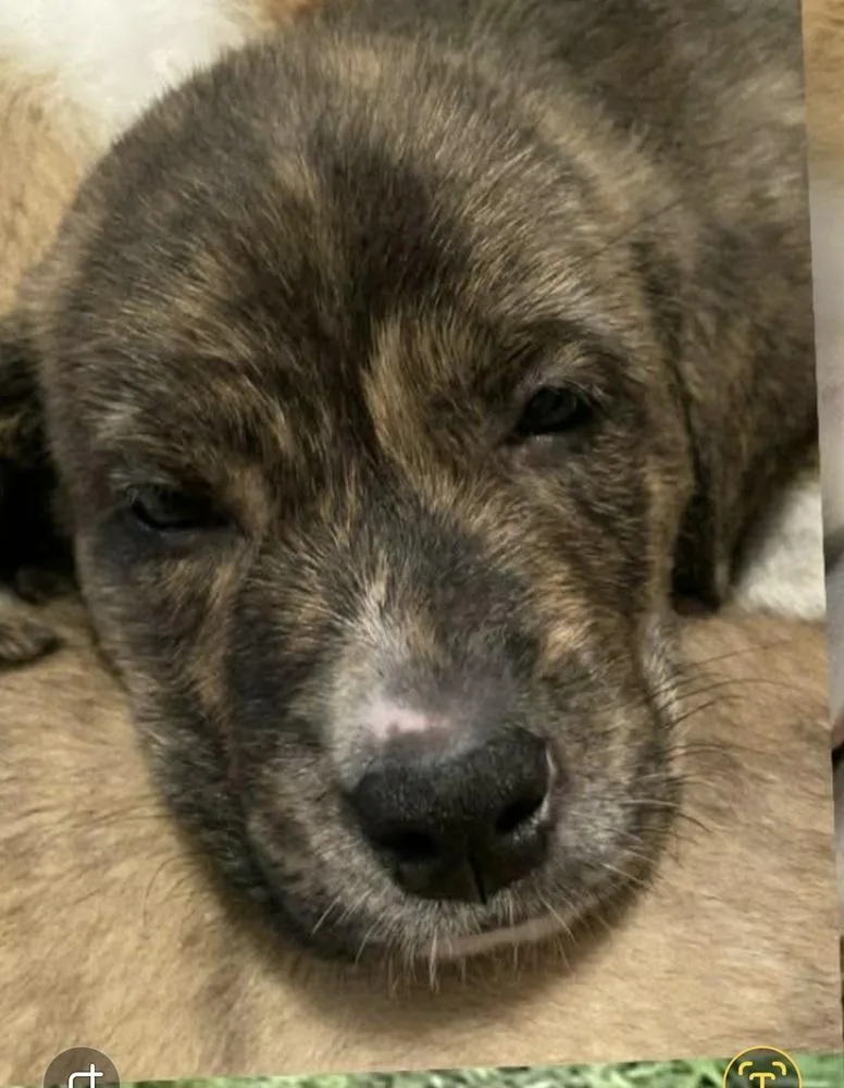 Hs Marco Aka Tank thumbnail 4