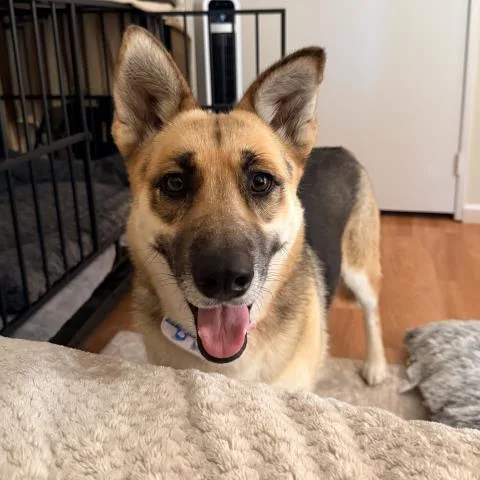 An adult large-sized female German Shepherd Dog dog named Nyx for adoption in Camarillo, CA