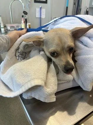 An adult small-sized female Mixed Breed dog named Suzie for adoption in Lafayette, IN