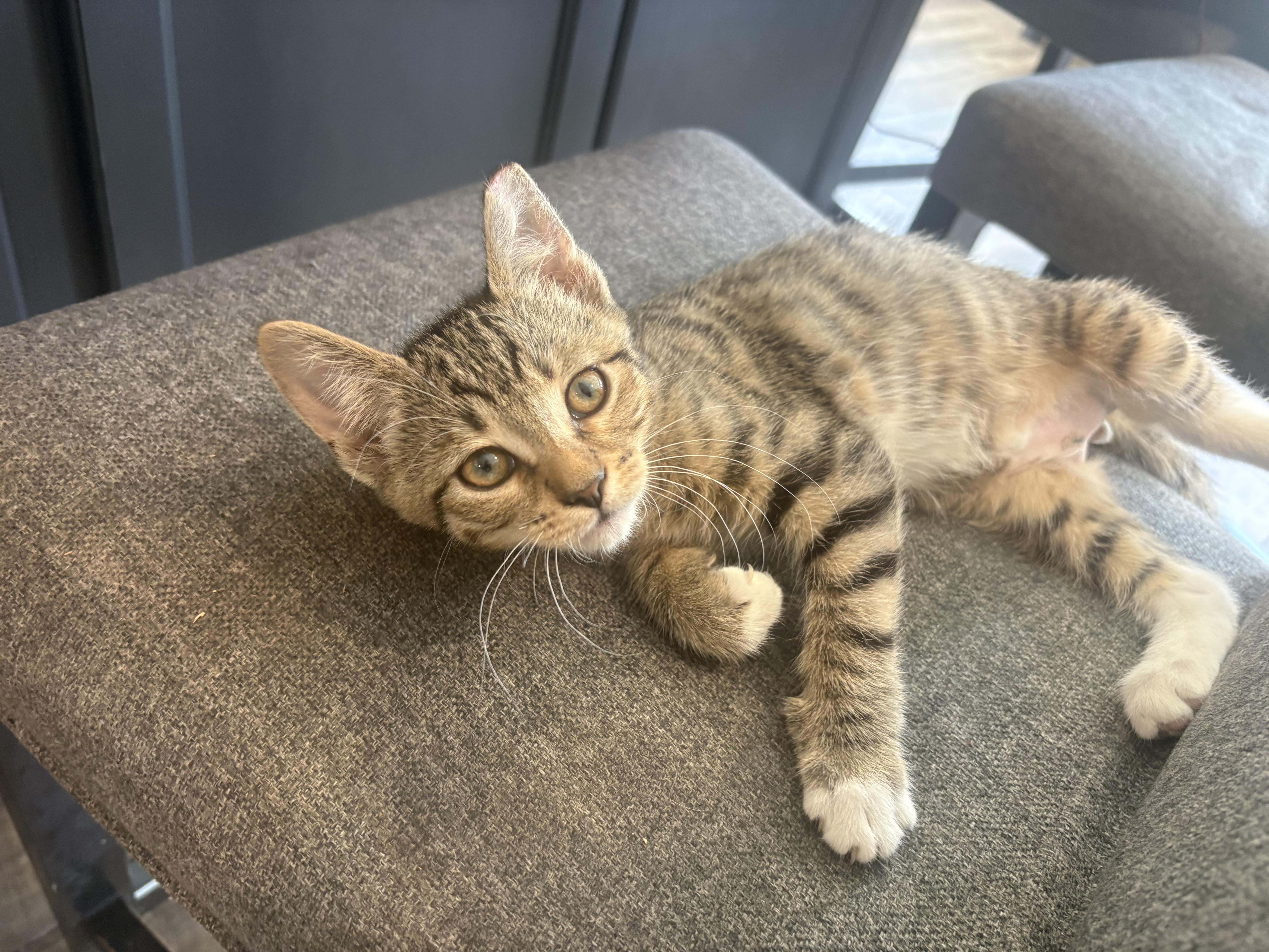 A young medium-sized male Domestic Short Hair cat named Junior for adoption in Phoenix, AZ