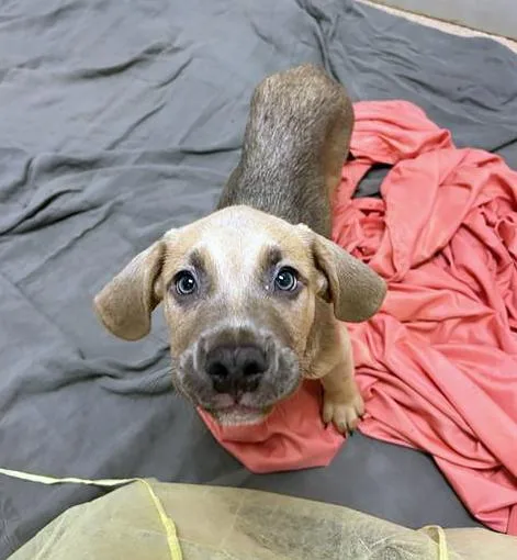 A baby medium-sized male Black Mixed Breed dog named Fahla for adoption in Nashville, TN