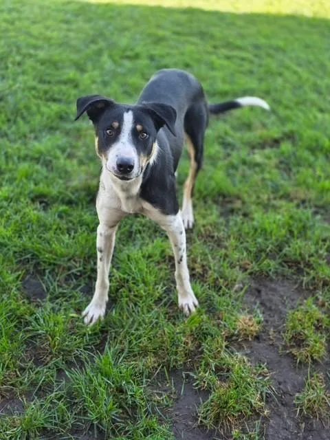 A young medium-sized male Tricolor (Brown, Black, & White) Border Collie dog named Blaze for adoption in Manteca, CA