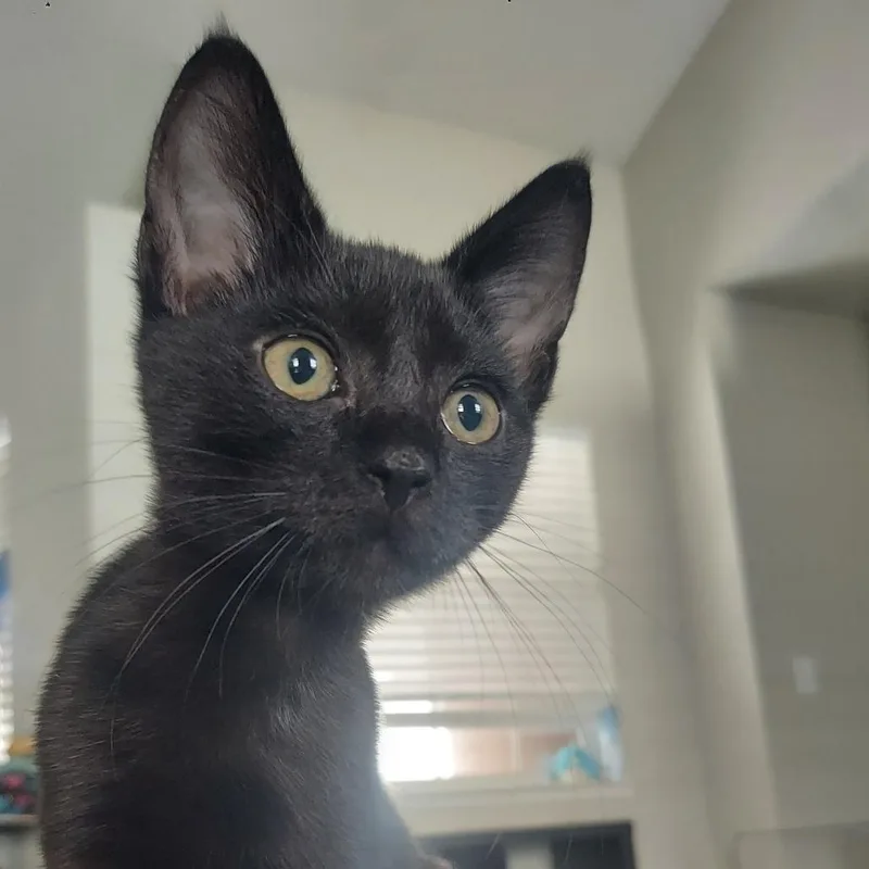 A young medium-sized male Domestic Short Hair cat named Oatmeal for adoption in Las Vegas, NV
