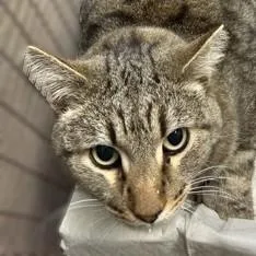 A senior small-sized male Gray / Blue / Silver Domestic Short Hair cat named Judgmental Max for adoption in Rapid City, SD
