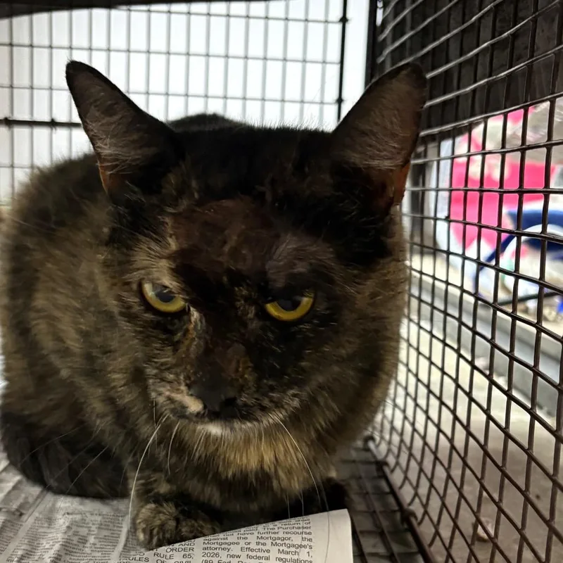 An adult medium-sized female Brown / Chocolate Domestic Short Hair cat named Maxie for adoption in Yuma, AZ