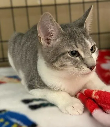 Jeb Winchester `a Priority