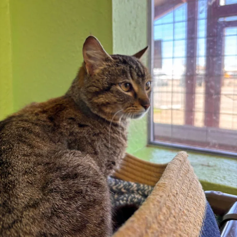 An adult medium-sized female Brown / Chocolate Domestic Short Hair cat named Betty for adoption in Spokane, WA