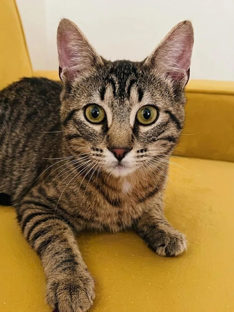 A baby small-sized male Domestic Short Hair cat named Finn for adoption in Vashon, WA