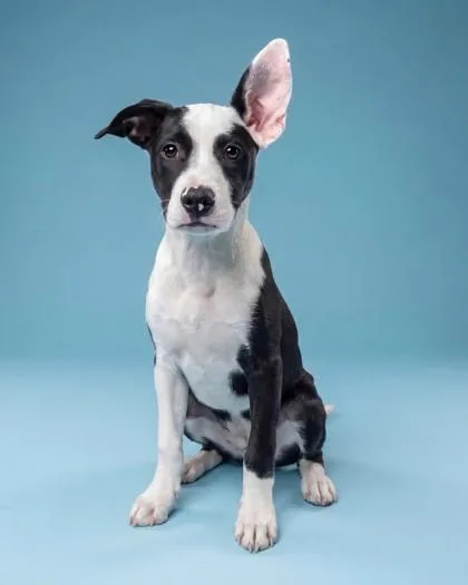 A baby medium-sized female Retriever dog named Phish for adoption in Washington, DC