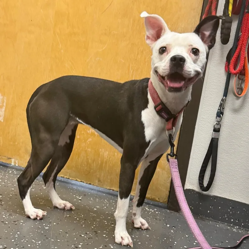 An adult small-sized female Mixed Breed dog named Sparky for adoption in Columbiana, AL
