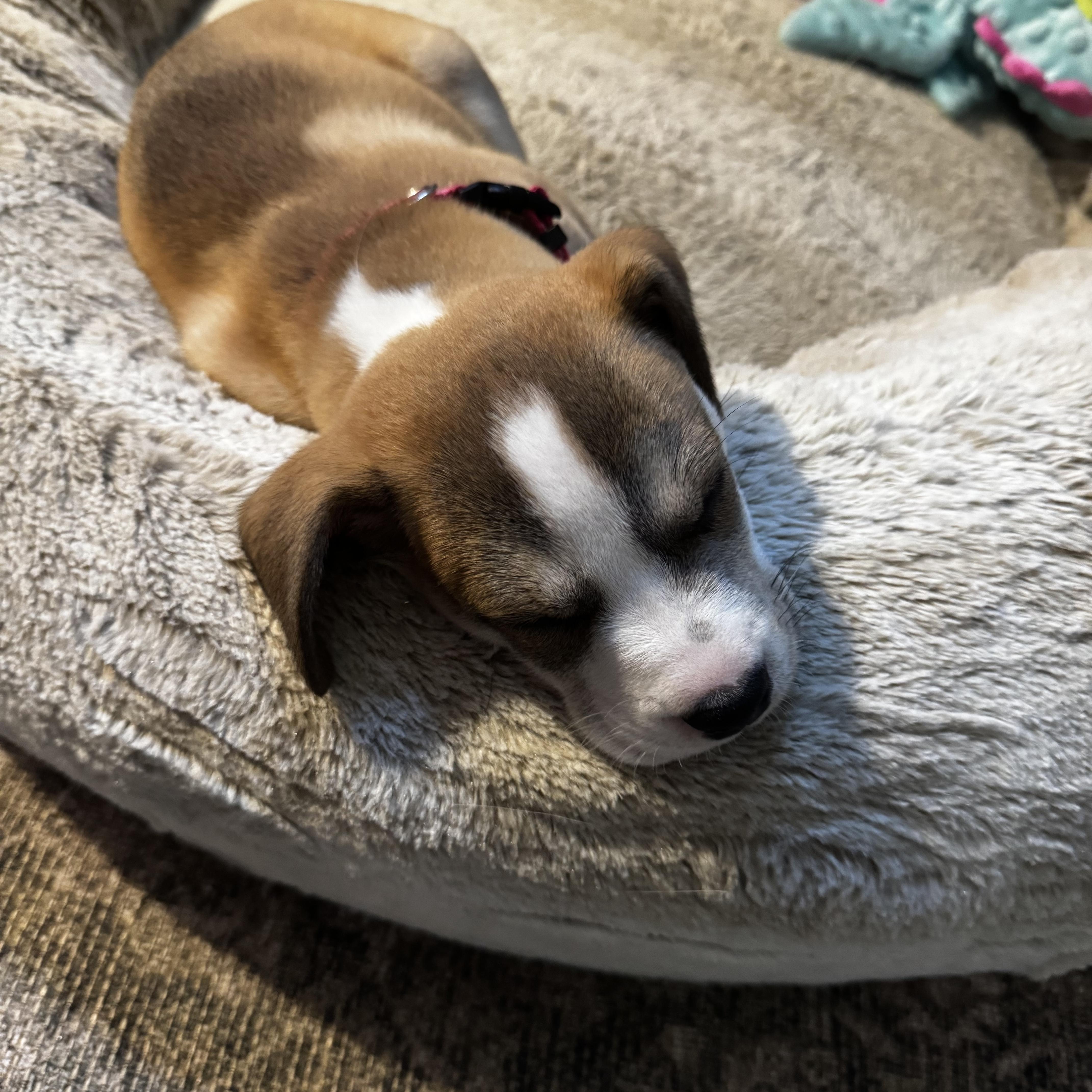A baby medium-sized female Beagle dog named Latte for adoption in Charlotte, NC