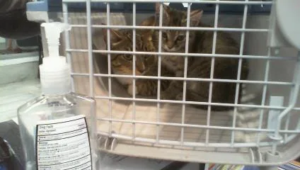 A young small-sized male Domestic Short Hair cat named Gizmo for adoption in Charlotte, NC