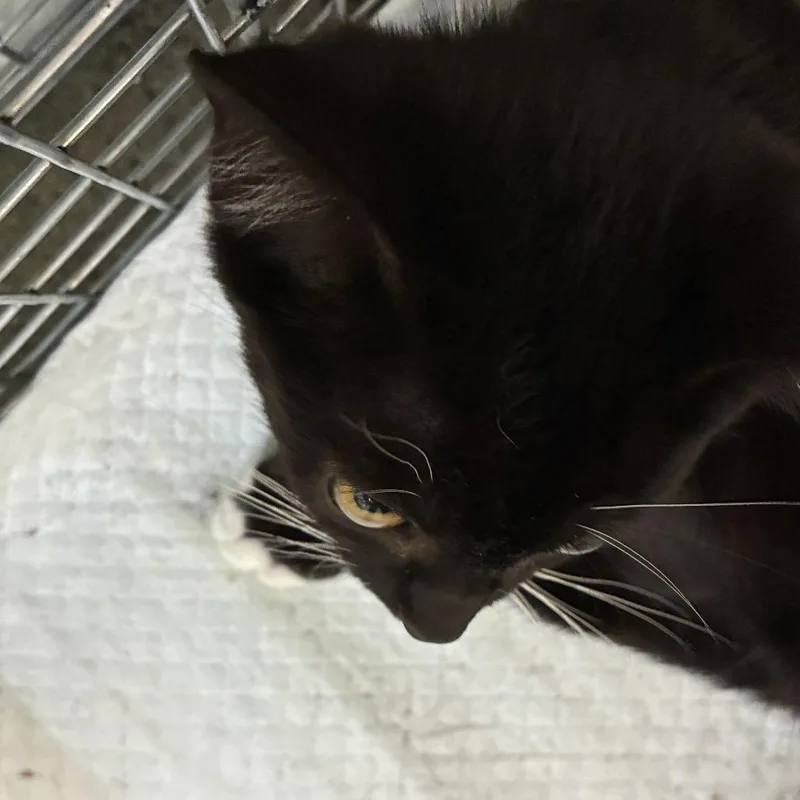 A baby small-sized male Black Domestic Short Hair cat named Snapple for adoption in Harrisonburg, VA