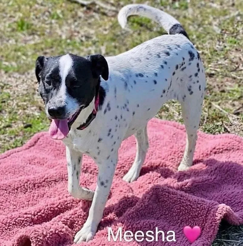 A young medium-sized female English Pointer dog named Meesha for adoption in Rockwall, TX