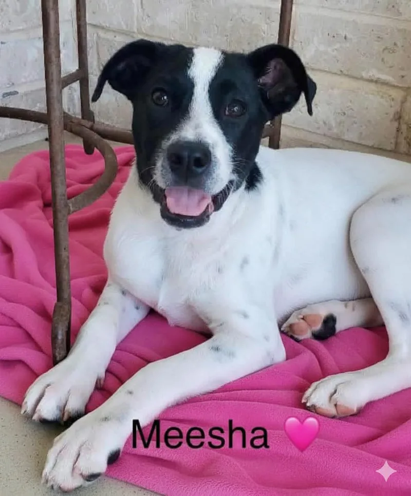 Meesha thumbnail 2