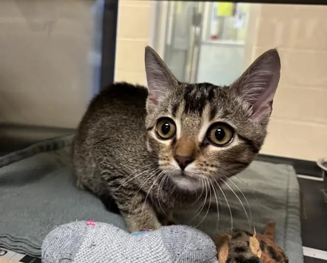 A baby medium-sized male Domestic Short Hair cat named Mickey A for adoption in Plano, TX