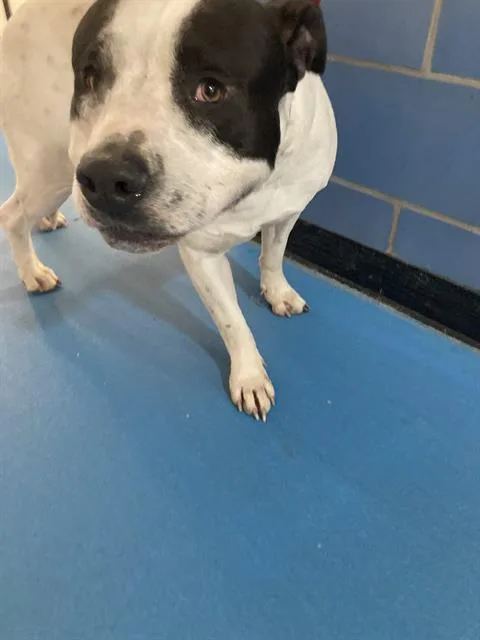 An adult large-sized male Mixed Breed dog named Mojo Capone for adoption in Dallas, TX