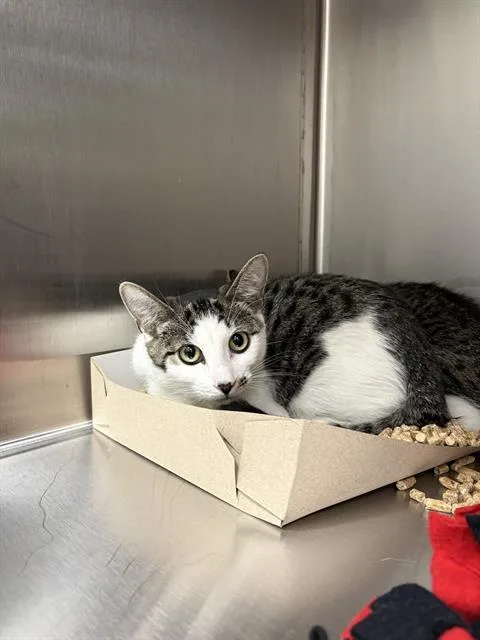 A young small-sized female Domestic Short Hair cat named Moonknight for adoption in Indianapolis, IN
