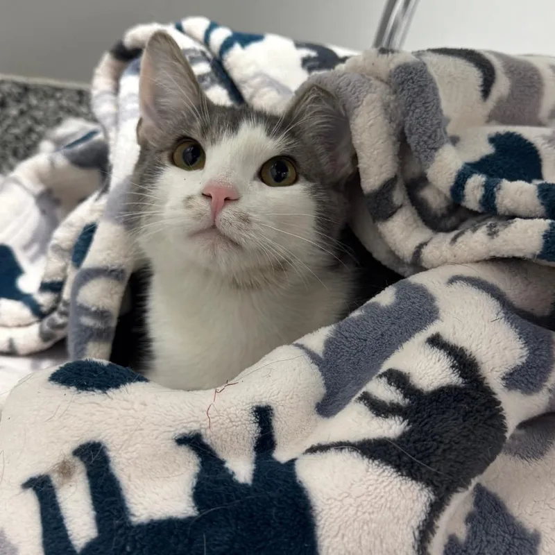 A young medium-sized male Gray / Blue / Silver Domestic Short Hair cat named Scottie for adoption in Brookfield, WI