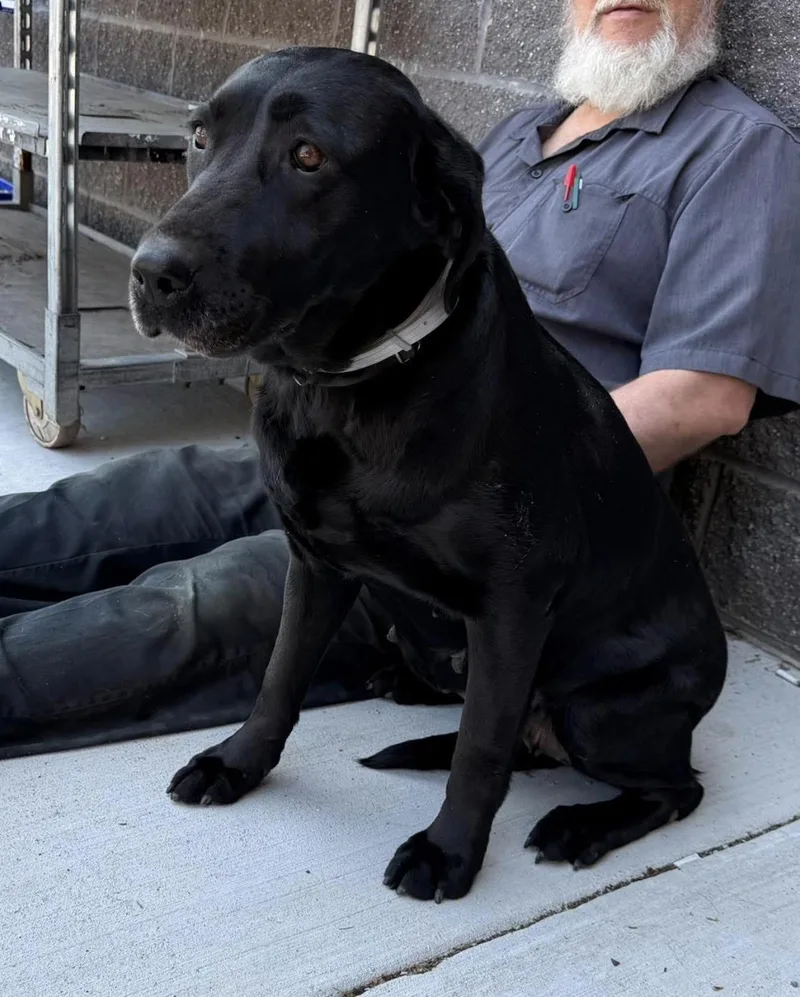 An adult medium-sized female Labrador Retriever dog named Missy for adoption in Kutztown, PA