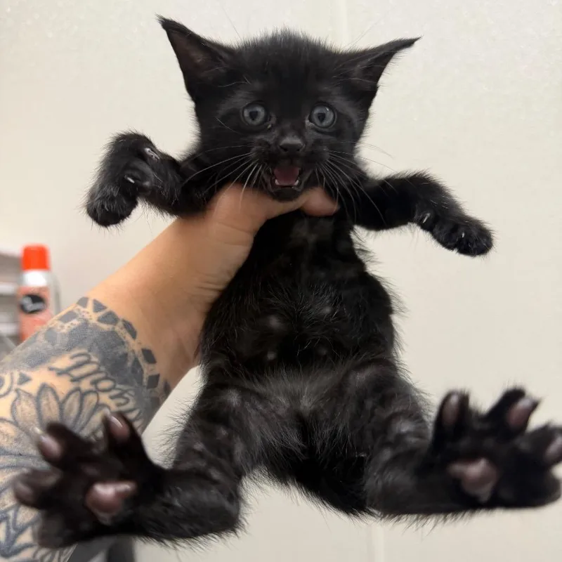 A baby small-sized female Black Domestic Short Hair cat named Indigo for adoption in Morganton, NC