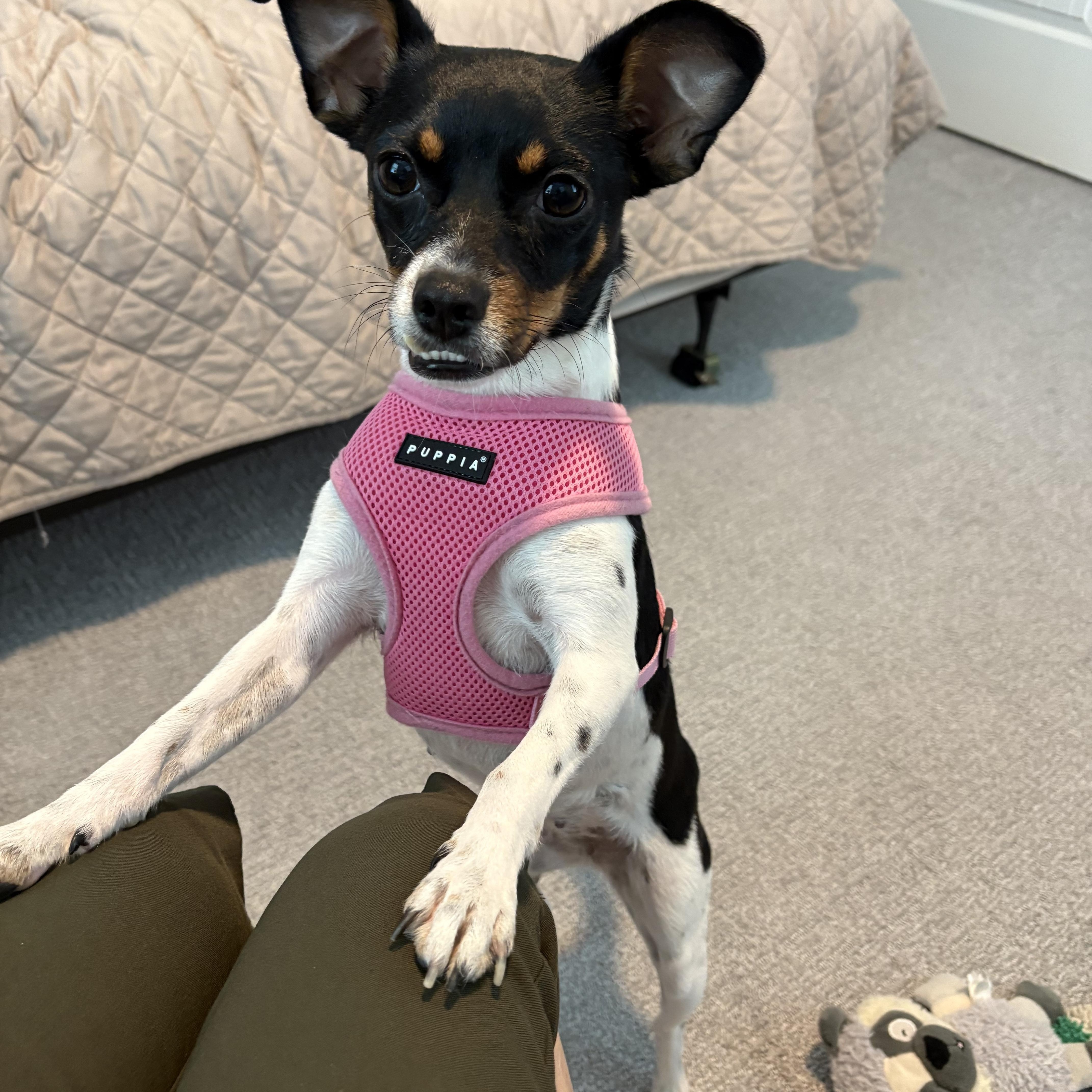 A young small-sized female Tricolor (Brown, Black, & White) Mixed Breed dog named Dulcinea  sweet  for adoption in Houston, TX