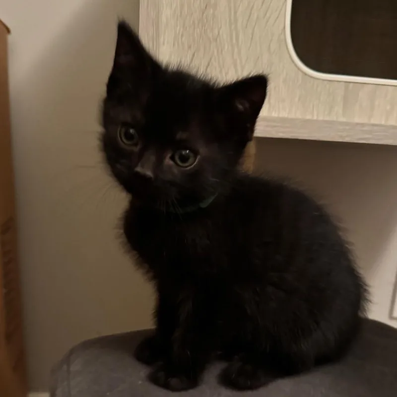 Shamrock thumbnail 2