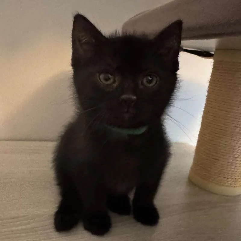 Shamrock thumbnail 3