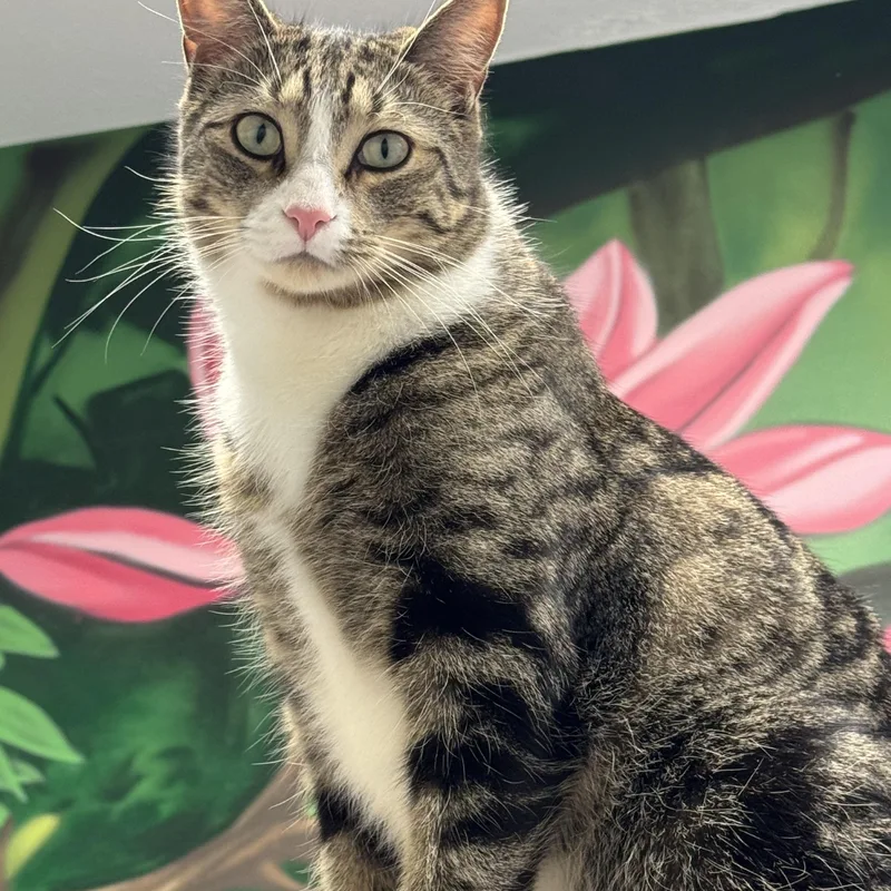 An adult medium-sized male Tabby (Buff / Tan / Fawn) Domestic Short Hair cat named Cypress for adoption in Rochester, NY