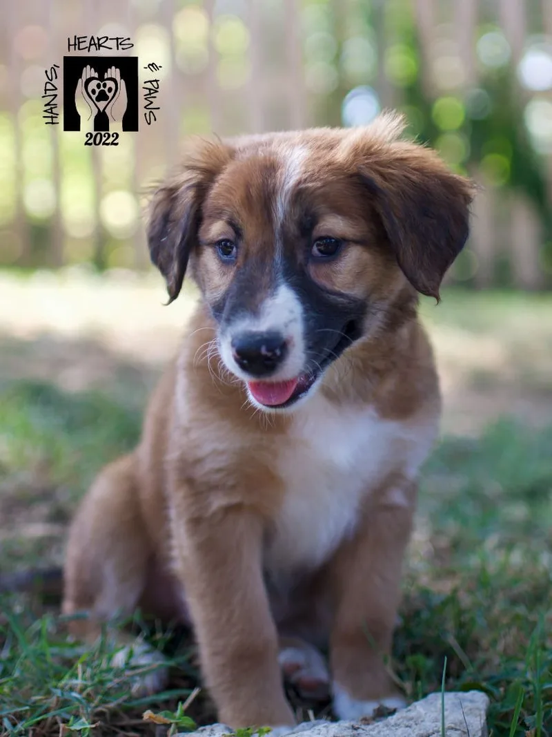 An adult large-sized female Red / Chestnut / Orange Border Collie dog named Alysheba for adoption in Omaha, NE