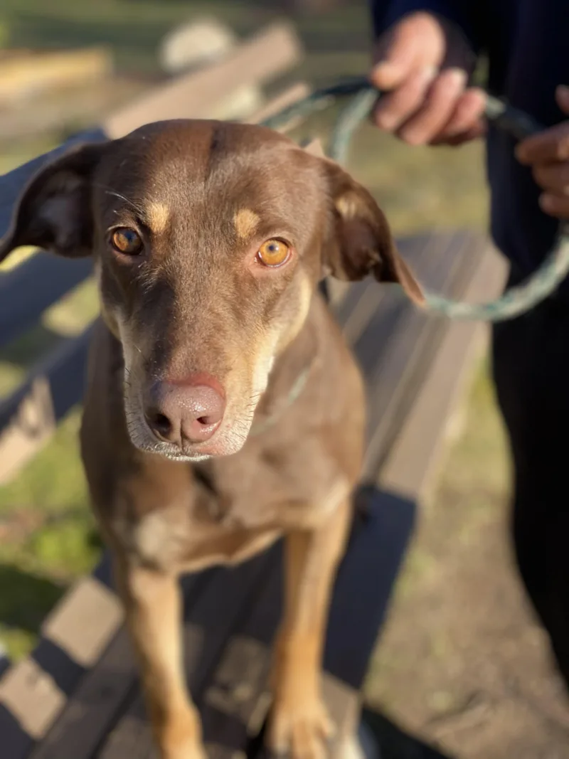 An adult medium-sized female Doberman Pinscher dog named Damiana for adoption in East Moriches, NY