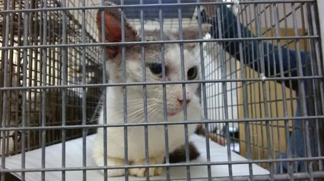 An adult small-sized female Domestic Short Hair cat named Mama for adoption in Miami, FL