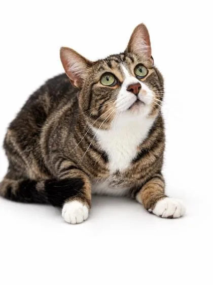 An adult large-sized male Domestic Short Hair cat named Leo for adoption in Bowling Green, KY