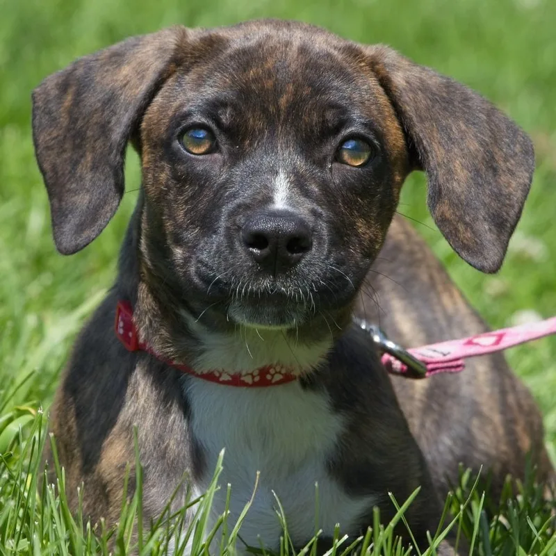 A baby medium-sized female Brown / Chocolate Labrador Retriever dog named Mandi for adoption in South Elgin, IL