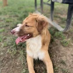 A young medium-sized female Red / Chestnut / Orange Mixed Breed dog named Halo for adoption in Columbiana, AL
