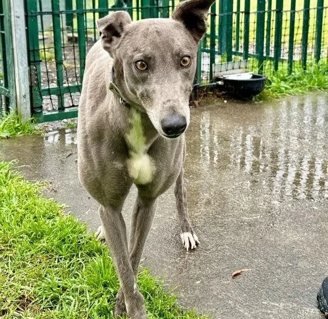 An adult large-sized female Greyhound dog named Olivia Blue for adoption in Tarpon Springs, FL