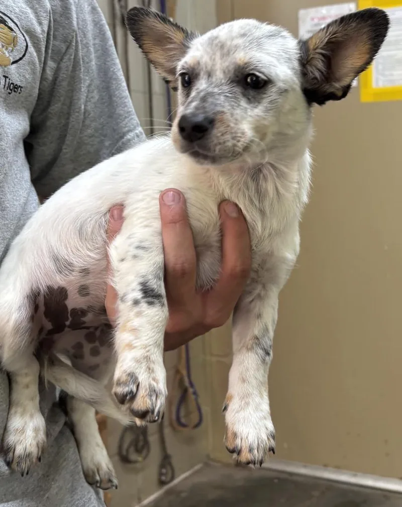 A baby medium-sized female Australian Cattle Dog / Blue Heeler dog named Rey for adoption in Swainsboro, GA