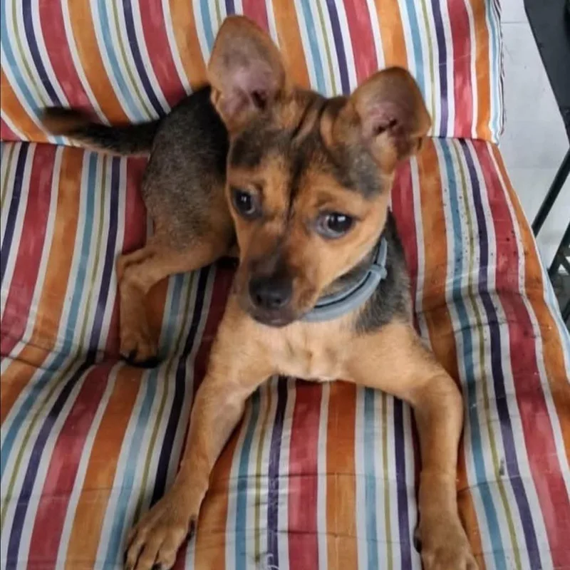A young small-sized female Brown / Chocolate Chihuahua dog named Molly for adoption in Alexandria, VA
