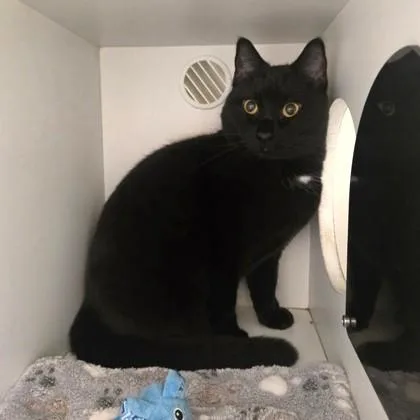 An adult medium-sized female Black Domestic Short Hair cat named Butter for adoption in Phoenixville, PA