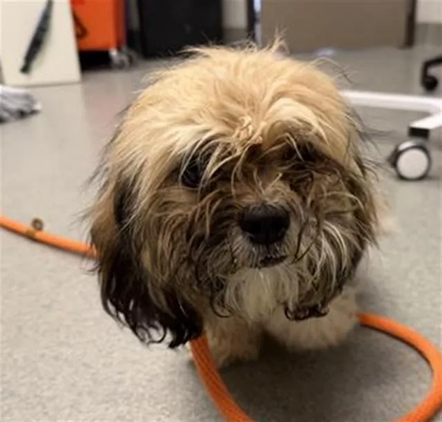 A young small-sized male Maltese dog named Yoshi for adoption in Ontario, CA
