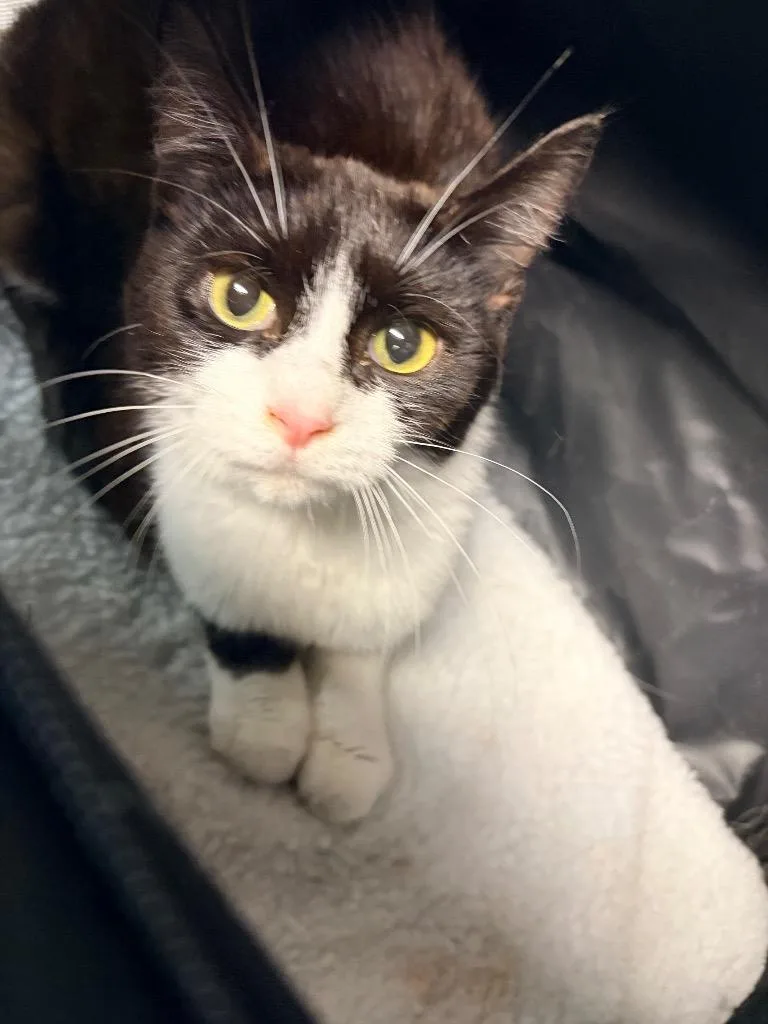 A young medium-sized female Domestic Short Hair cat named Wilma for adoption in Huntington, IN