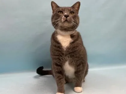 An adult small-sized male Domestic Short Hair cat named Shadow for adoption in Coon Rapids, MN
