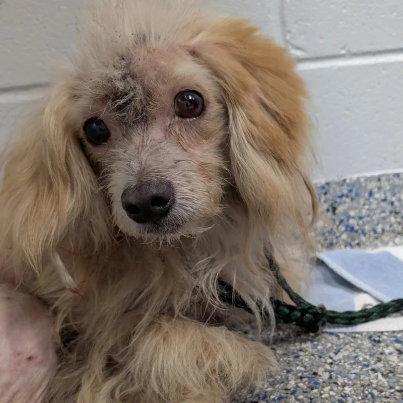 An adult small-sized male White / Cream Terrier dog named Bubba for adoption in Greenville, SC