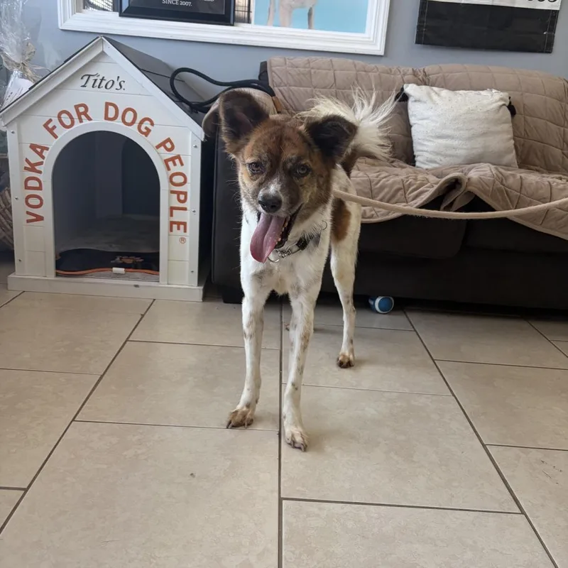 An adult medium-sized female Mixed Breed dog named Singkhon for adoption in Medford, NY