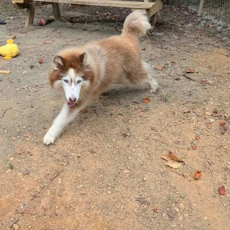 An adult large-sized female Red / Chestnut / Orange Siberian Husky dog named Athena for adoption in Orange, VA