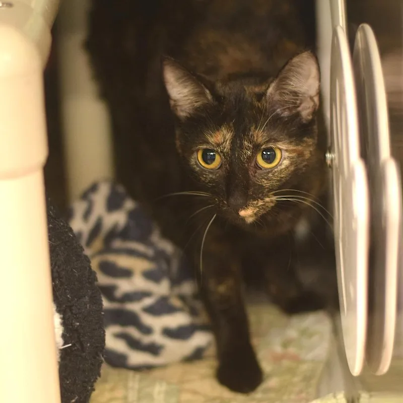 An adult medium-sized female Tortoiseshell Domestic Short Hair cat named Tally for adoption in Belleville, IL