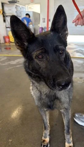 A young large-sized female German Shepherd Dog dog named June for adoption in Riverside, CA