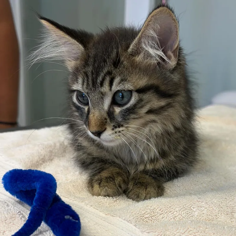 A baby small-sized male Domestic Medium Hair cat named Diego for adoption in Cumming, GA