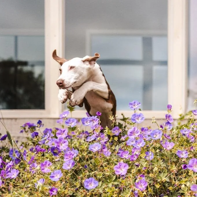 A young small-sized female Pit Bull Terrier dog named Mochi for adoption in Newberg, OR