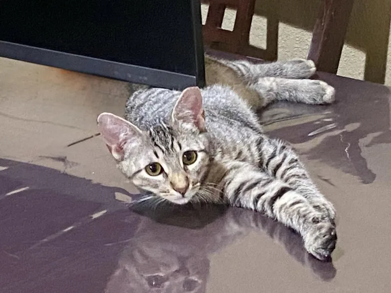 A baby small-sized male Domestic Short Hair cat named Habanero No Chip for adoption in Dallas, TX
